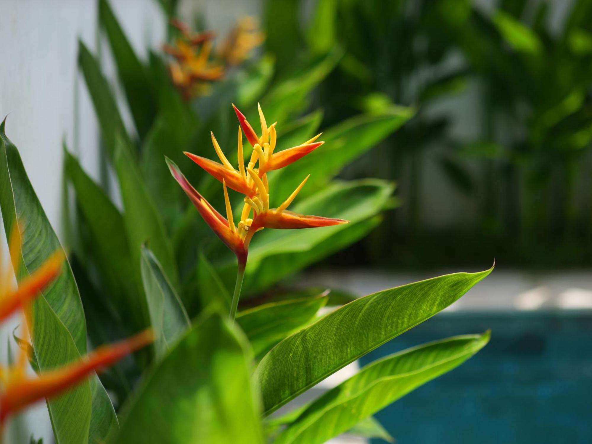 Ken Ken Guest House Seminyak  Exterior photo